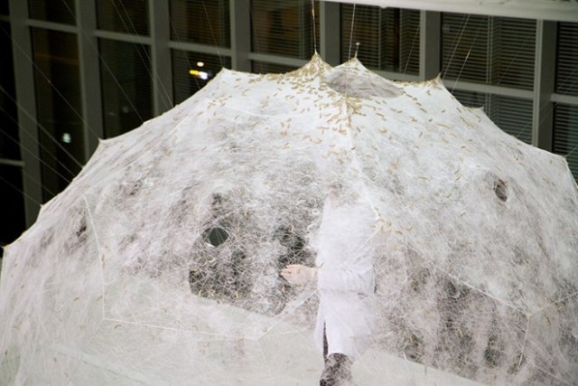 silk pavilion