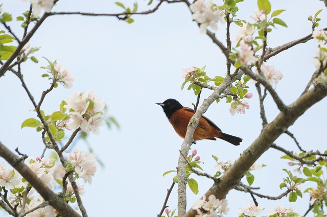 orchard oriole