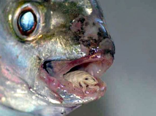 tongue_parasite