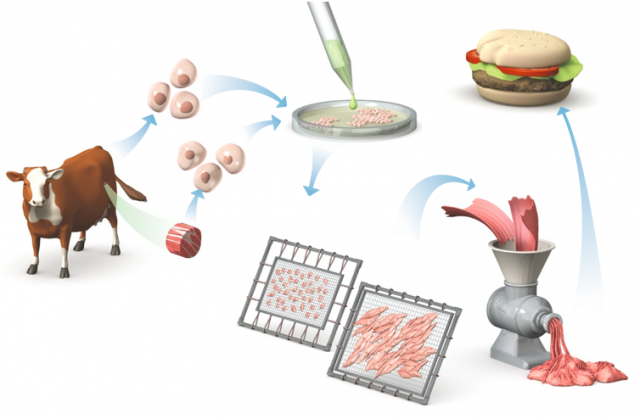 Diagram of the steps in making in vitro meat