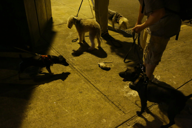 new york city dogs hunt for rats