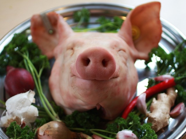 pigshead