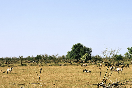 DenisGuzzo_2011_05_Oostwardersplassen_Illusional-biosphere-I_530v2