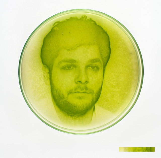 Algae Photograph