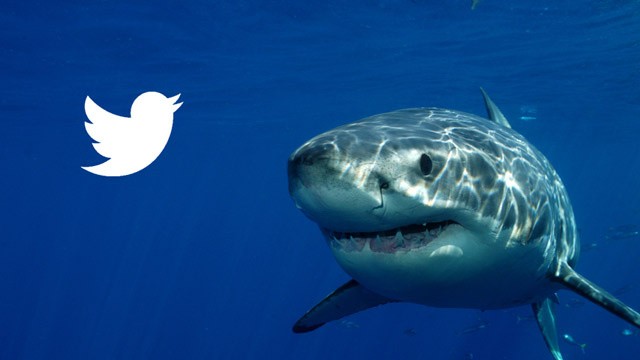 sharks on twitter