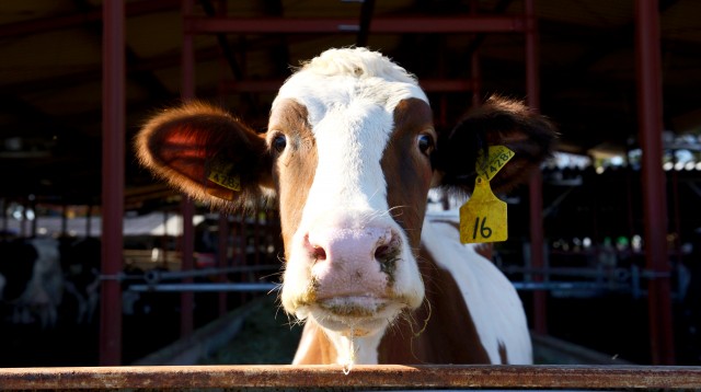 Production At A Kawashima Dairy Farm
