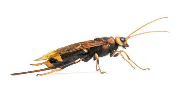bigstockphoto_Horntail_Wasp_Urocerus_Gigas__6207608