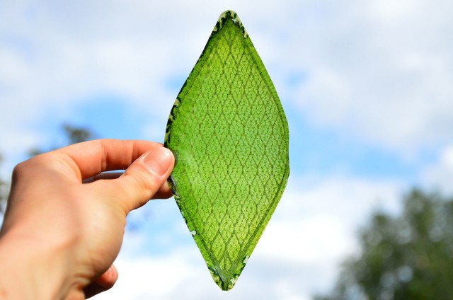 leaf