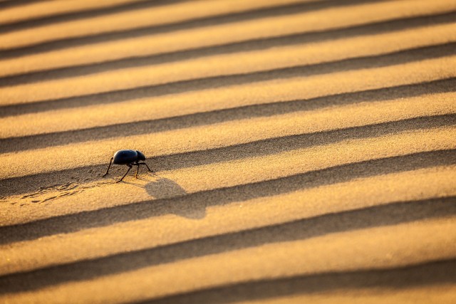 desert organisms teaching us how to collect water