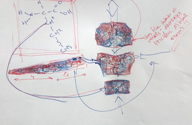 the modular body