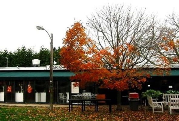 Tree and streetlight