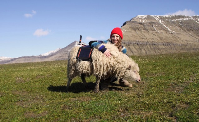 Google sheep view 360