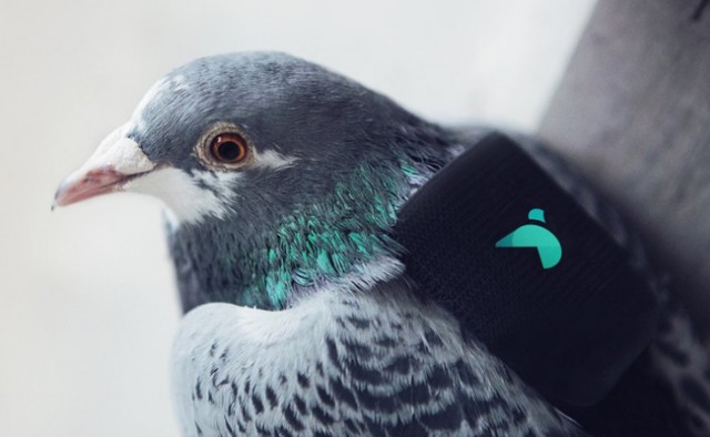 Pigeon Air Patrol monitors air quality