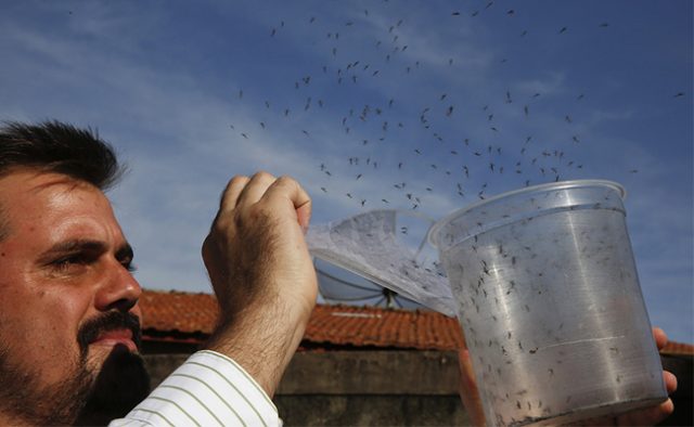 mosquitoes extinction