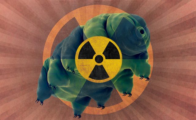 Water Bear Withstands X Ray Radiation