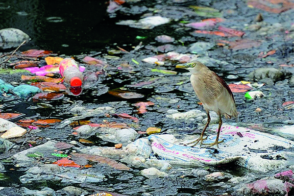 eating plastic or krill a smelly story for birds eating plastic or krill a smelly story for birds