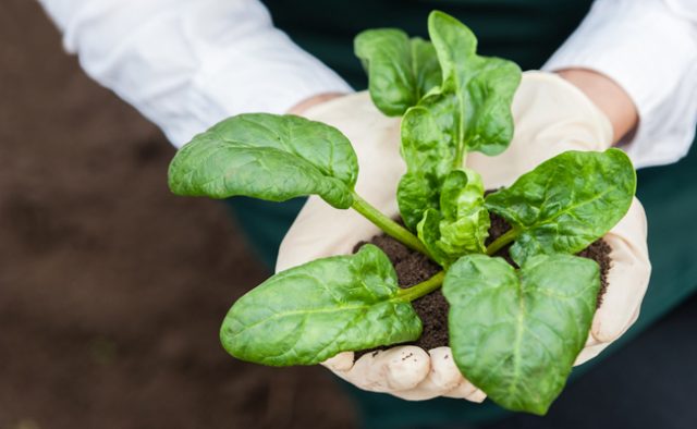 Introducing nanobionic spinach plants that can detect explosives.