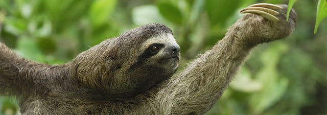 Animal Meditations Sloth Tree