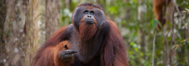 The Apenheul primate park in Apeldoorn, the Netherlands, has launched a four-year experiment to study how the primates make their mating choices.