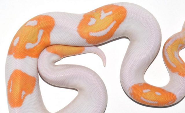 snake with smiley pattern