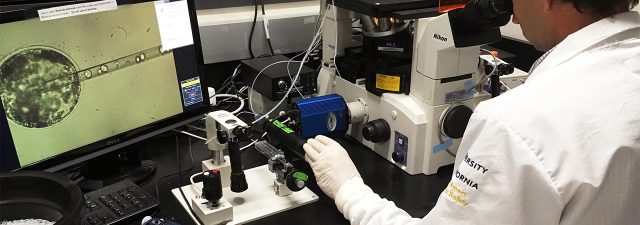 frist human embryo in lab