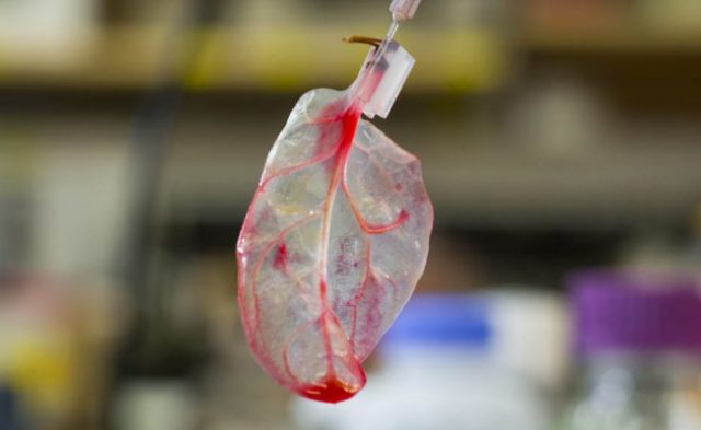Heart Repair with Spinach Leaf