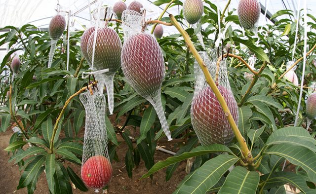 Chinese space mangoes