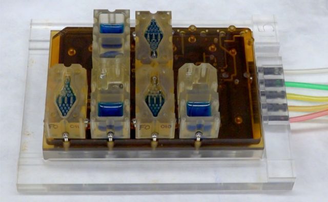 a replicate female period on a computer chip