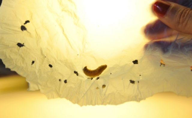 plastic eating worms