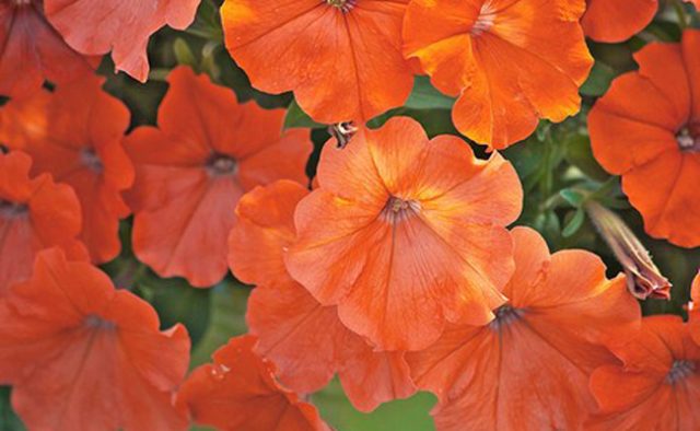 orange petunias
