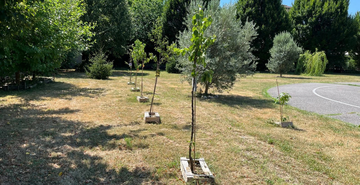 Alberi per la pianura veneta, boom di richieste: 2700 ordini per la consegna di piante e arbusti