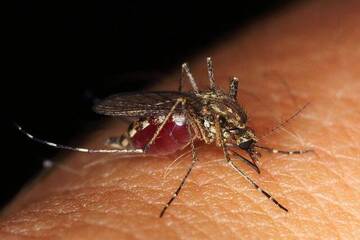 Pisa Orders Urgent Dengue Disinfestation After New Local Case