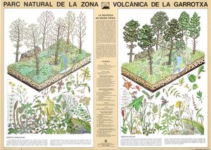 1987 cartell roureda roure pènol PNZVG 1600.jpg