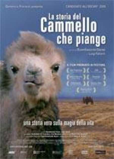 La storia del cammello che piange