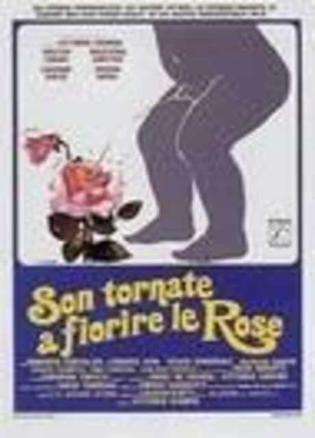 Son tornate a fiorire le rose