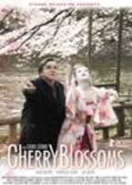 Cherry Blossoms