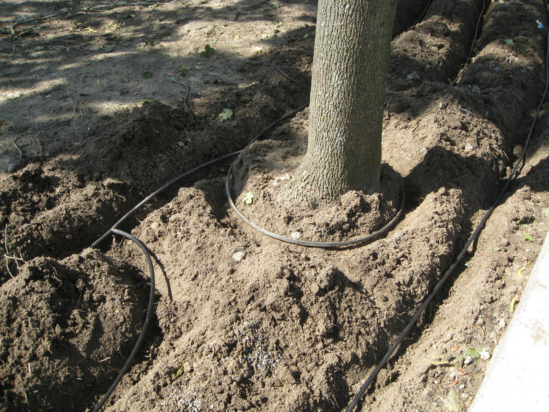 Trädbevattning Droppslangsring runt träd för extra stödbevattning