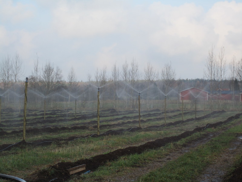 Frostskyddsbevattning Frosskyddsbevattning med Mega Net spridare, under drift
