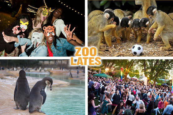 £10 instead of £20 for a ticket to Zoo Lates on the 13th July, at London Zoo - party with the penguins after hours & save 50%