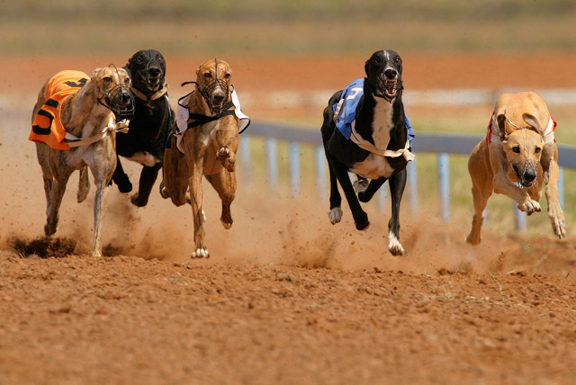 £17 instead of £46.40 for a night of dog racing for 4 ppl inc. hotdog, beer & programme each at the Doncaster Greyhound Stadium - save 63%