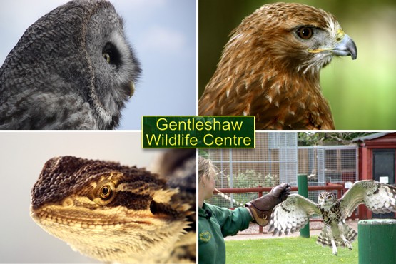 £6 instead of £14 for a family pass to Gentleshaw Wildlife Centre, Eccelshall – save a chirpy 57%