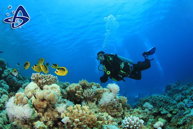 £79 instead of £220 for a 3 day PADI Scuba Diving Open Water Referral Course inc. tuition and equipment at Bolton Area Divers – save 64%