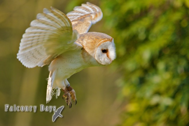 £19 for a 2 hour Owl encounter experience for 1 or £35 for 2 people with Falconry Days, Newcastle – have a hoot and save up to 51%