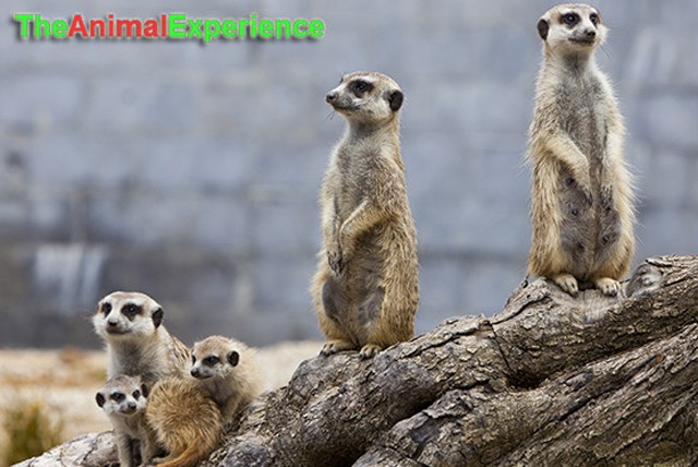 £24.99 instead of £53 for a meerkat & birds of prey experience or £39.99 for 2 at the Animal Experience & Raptor Foundation - save up to 53%