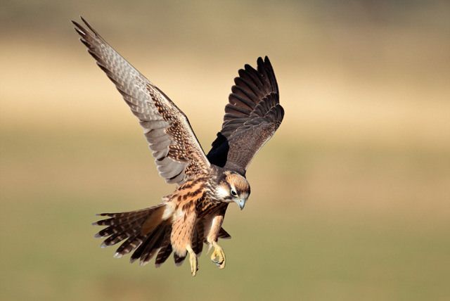 £24.99 instead of £53 for a meerkat & birds of prey experience or £39.99 for 2 at the Animal Experience & Raptor Foundation - save up to 53%