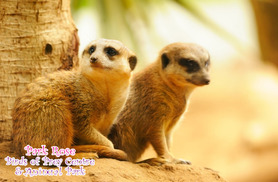 £29 instead £175 for a meerkat experience for 1 person or £55 for 2 people with Park Rose Birds of Prey Centre & Animal Park – save up to 83%