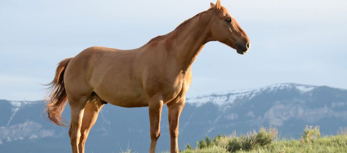 Leadership Lessons from Horses