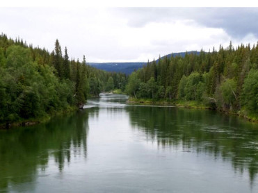 Laksefiske i Vefsna