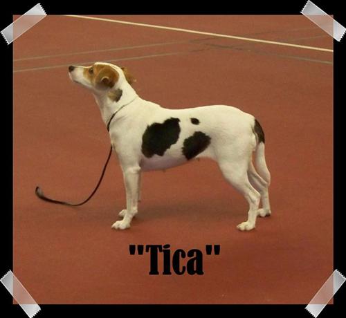 Tica Tica