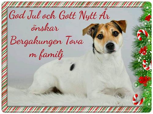 Julkort 2015 Julkort 2015